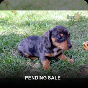 Merle sausage dog for sale sales